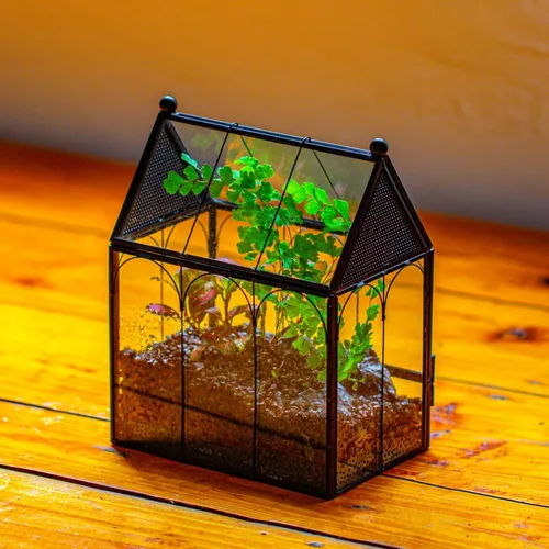 Miniatura 5 de NCYP Pequeño recinto de terrario de vidrio con malla para arañas saltadoras, plantas suculentas en forma de micro casa, terrario, decoración