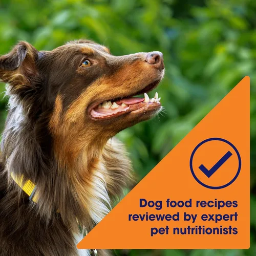 Miniatura 5 de Nature′s Recipe Alimento seco para perros con receta de pollo, batata y calabaza sin granos, bolsa de 4 libras