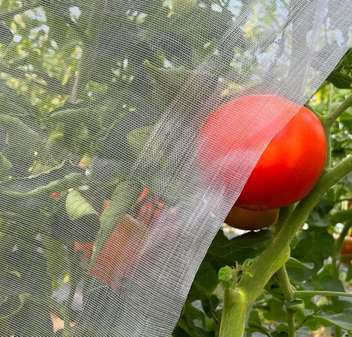 Miniatura 8 de Red de malla de jardín de 10' x 33' para plantas, cubierta ultrafina contra insectos para mantener árboles, verduras y frutas protegidos