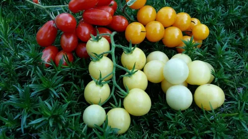 Miniatura 4 de Semillas Italiano Hielo Cherry Tomate Blanco Indeterminado No GMO