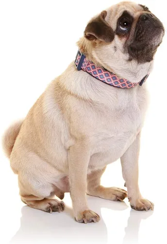 Miniatura 4 de DOOG - Collar de perro ajustable acolchado de neopreno suave y transpirable disponible: perros y cachorros XS, pequeños, medianos y grandes