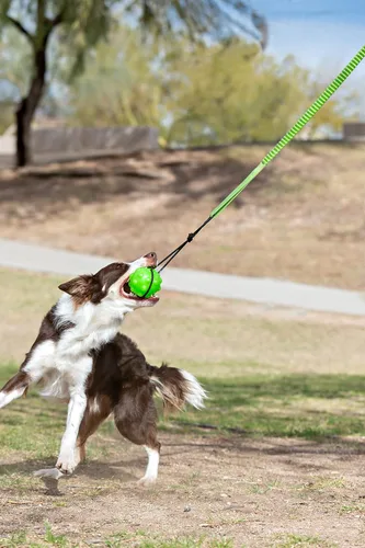 Miniatura 2 de Jolly Pets Tree Tugger Para Perro, Verde