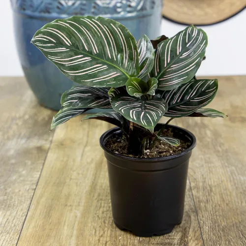 Miniatura 10 de Calathea - Plantas de oración vivas (4 unidades), plantas de interior aptas para mascotas, paquete de plantas de interior de oración, mezcla