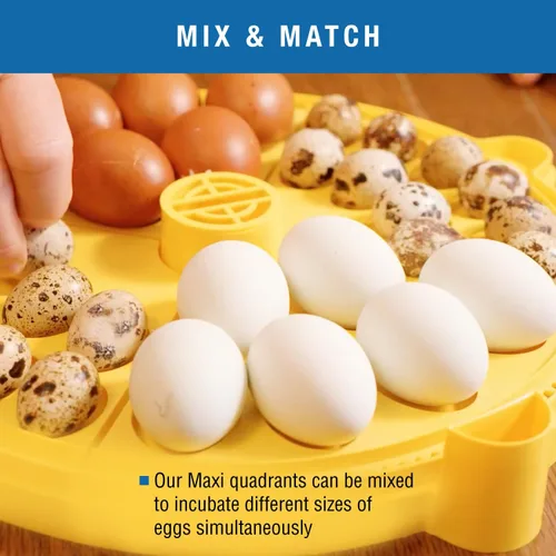 Miniatura 4 de Brinsea Inserto de cuadrante de huevos pequeños para sistema de incubadora Maxi Advance, se adapta a 40 huevos de tamaño de faisán o codorniz