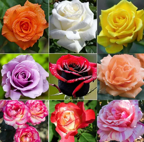 100 piezas de semillas de rosas flores perennes plantas raras jardín bonsái jardín