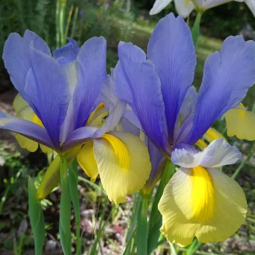 Miniatura 5 de Votaniki Montecito & Miss Saigon Iris Mix Bulbos – Iris holandés perenne, flores fragantes Floración de primavera 15 bombillas Montecito y 15