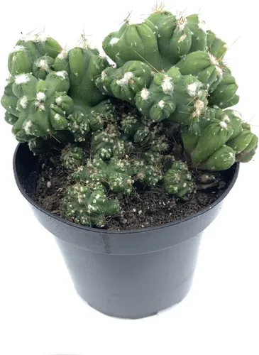 Miniatura 17 de Cactus de lirio de Pascua de 8 pulgadas, Echinopsis Subdenudata, totalmente enraizado, resistente y tolerante a la sequía, fácil de cultivar