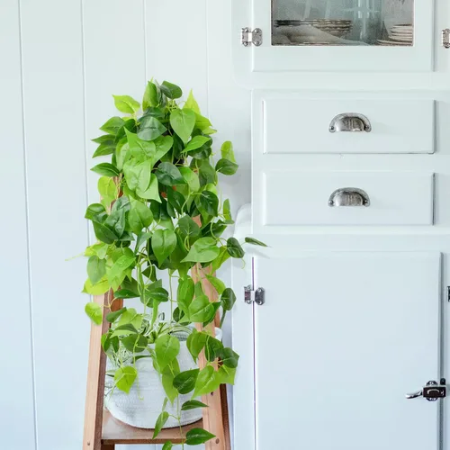 Miniatura 6 de LOYWREE Plantas Artificiales de 35.4 Pulgadas en Maceta Negra Plantas Colgantes Falsas Realistas en Maceta con Hiedra Artificial y Pothos - Ideal