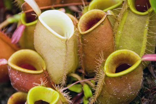 Miniatura 5 de Mezcla de tierra para plantas carnívoras, bolsa de tamaño pequeño de 1 cuarto de galón para trasplantar, todos los ingredientes naturales ideales