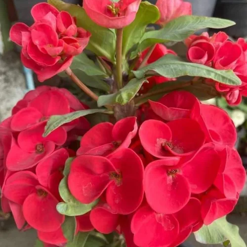 Miniatura 7 de Planta viva de corona roja de espinas, planta viva de corona de espinas, 4 unidades en maceta, planta suculenta perenne viva