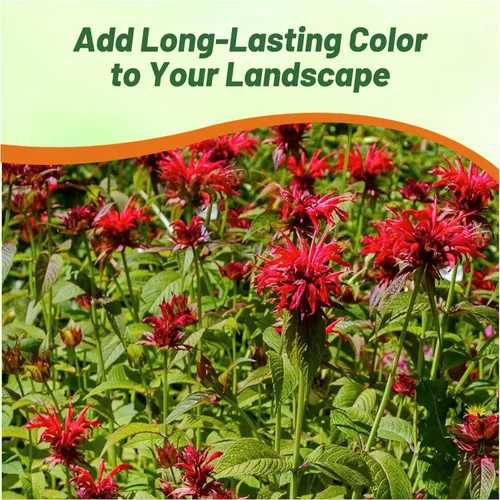 Miniatura 4 de Outsidepride Semillas de Bálsamo de Abeja Escarlata - 250 Piezas Semillas de Monarda Didyma Perennes, Fáciles de Cultivar y Amigables