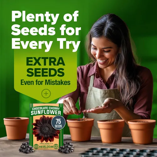 Miniatura 9 de HOME GROWN Semillas de girasol de cereza y chocolate, 75 semillas de reliquia para plantar girasoles burdeos, flor alta para jardín, polinizadores