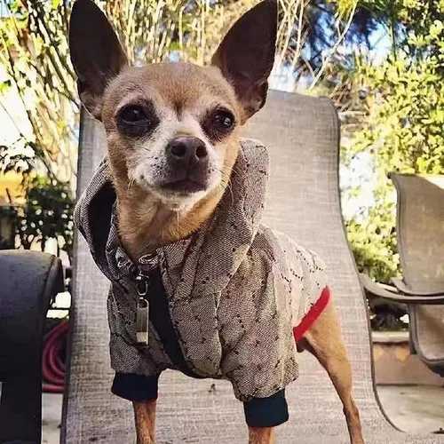 Miniatura 7 de Sudadera con capucha para perro, chaqueta de invierno de lujo para perros pequeños, ropa clásica de diseñador, bulldog francés, teddy, pug, ropa