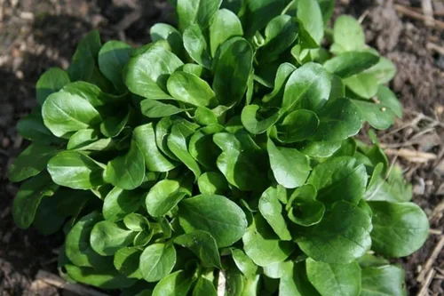 Miniatura 3 de Semillas de ensalada de maíz Aka, Mache,Lechuga de cordero, ensalada de campo, (Valerianella Locusta) (1/4 lb)