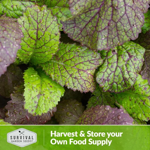 Miniatura 5 de Survival Garden Seeds - Semilla gigante de mostaza roja para plantar - 3 paquetes con instrucciones para plantar y cultivar hojas picantes
