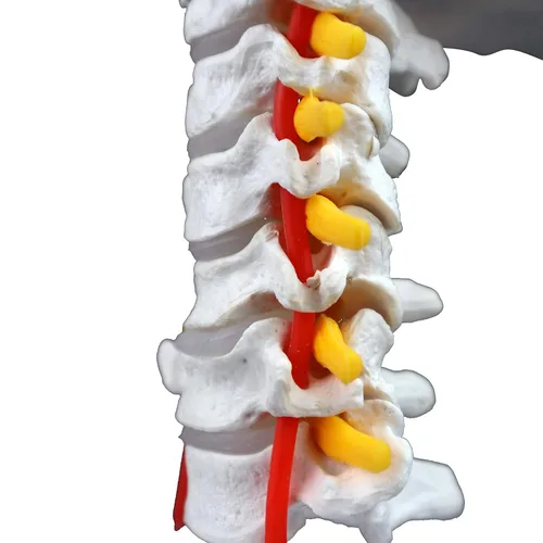 Miniatura 6 de VAV261 Columna cervical con nervios y arterias Tamaño natural, articulado 7 vértebras cervicales, discos intervertebrales Hueso occipital
