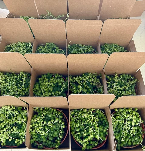 Miniatura 4 de FATPLANTS San Diego - Plantas suculentas totalmente arraigadas en macetas de 4.0 in con macetas – suculentas en macetas reales vivas