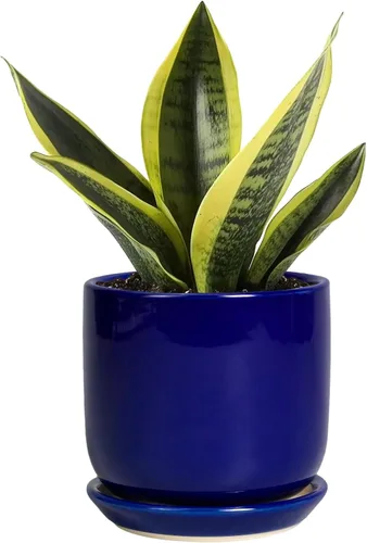 Miniatura 61 de Maceta de Cerámica para Plantas de Interior de 5 Pulgadas - Maceta Redonda para Plantas Suculentas con Agujero de Drenaje y Platillo, Decoración