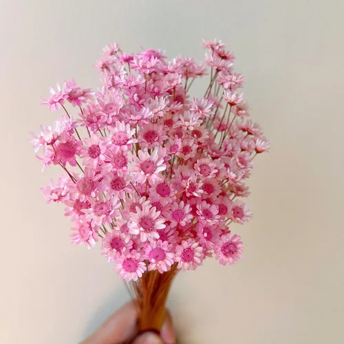 Miniatura 11 de 200 tallos de flores secas naturales brasileñas, margarita estrella pequeña seca, mini ramo decorativo de manzanilla seca para arreglos florales