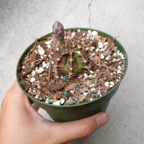 Caja de éxitos | Colección única de plantas de cactus vivas, seleccionadas a mano, variedades raras para regalo o decoración del hogar.