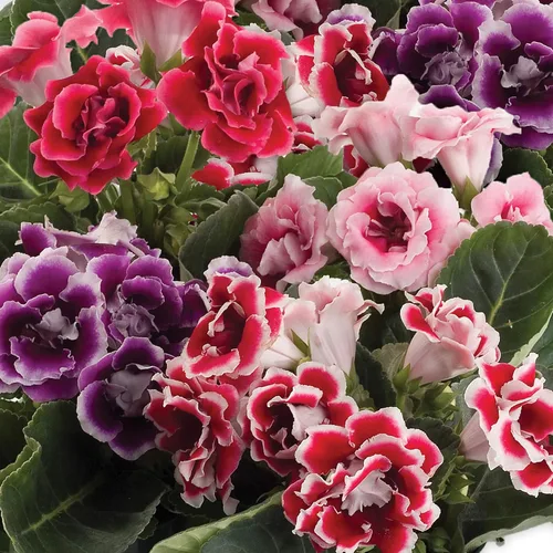 Miniatura 7 de Outsidepride Gloxinia Seeds - 25 unidades. Perenne, fácil de cultivar y de bajo mantenimiento, semillas de flores para plantar flores mixtas