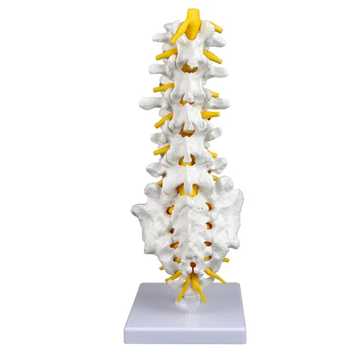 Miniatura 3 de Columna vertebral lumbar articulada de grado médico VAV262 Cuenta con 5 lumbares/vértebras con discos intervertebrales, nervios lumbares y médula