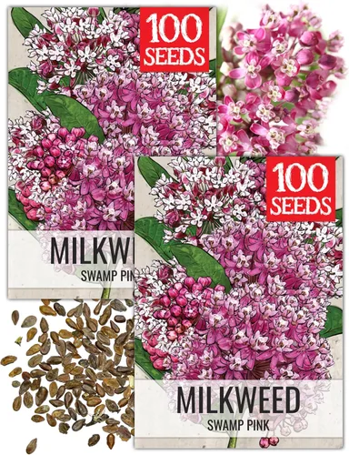 Miniatura 15 de Seed Needs Semillas de algodoncillo naranja para plantar malezas de mariposa, semillas de flores perennes sin tratar para cultivar un jardín