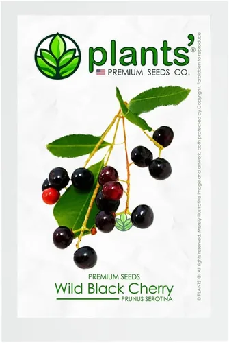 Wild Black Cherry | Semillas Premium | Prunus serotina 'Fruit' | Plants' (Premium Seeds, 5)