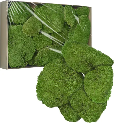 TurelinnG Decoración de musgo preservado, musgo de bosque real, musgo para manualidades, flexible para manualidades, hogar, pared, terrario, Verde
