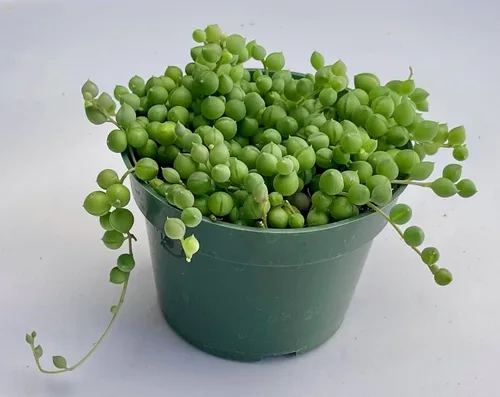 FATPLANTS San Diego - Plantas suculentas totalmente arraigadas en macetas de 4.0 in con macetas – suculentas en macetas reales vivas en