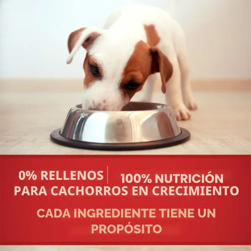 Miniatura 7 de Purina ONE Plus Alimento húmedo para cachorros, clásico cordero molido saludable y arroz de grano largo, plato principal - (Paquete de 12) latas