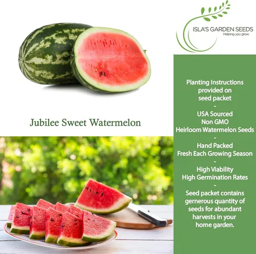 Miniatura 2 de Semillas de sandía dulce Jubilee (Citrullus lanatus) – Más de 50 semillas sin OMG y reliquias de Isla's Garden Seeds, melones grandes oblongos