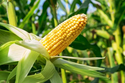 Miniatura 2 de Golden Beauty - Semillas de maíz amarillo (Zea mays) – Más de 100 semillas tradicionales sin OMG por paquete de Isla's Garden Seeds, dulces