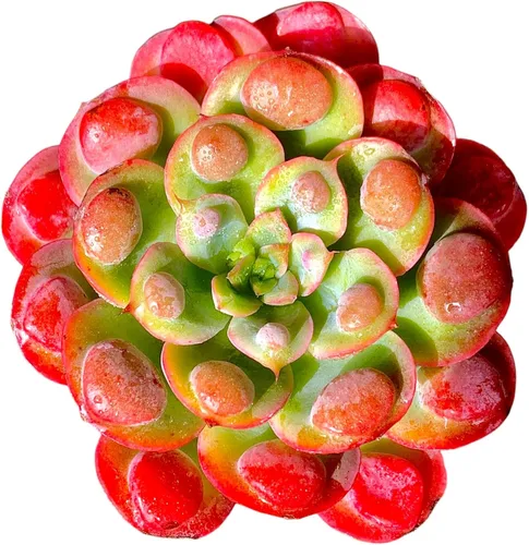 Miniatura 13 de Plantas suculentas vivas, Echeveria Onslow variegada de 3.2 pulgadas, Plantas de interior mini, Planta viva de raíz desnuda sin tierra, Plantas