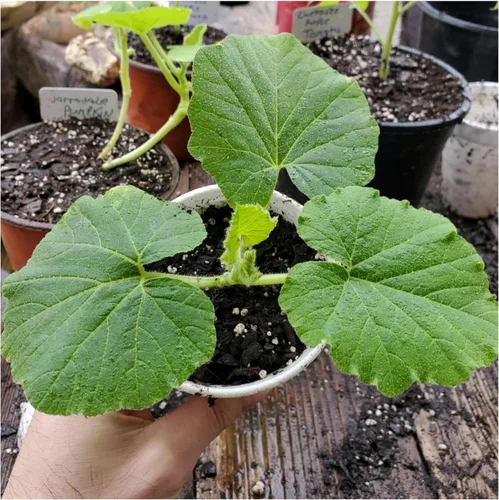 Miniatura 7 de Seed Needs Connecticut - Semillas de calabaza de campo para plantar 1 onza Cucurbita Pepo Heirloom semillas vegetales sin OGM Calabaza favorita