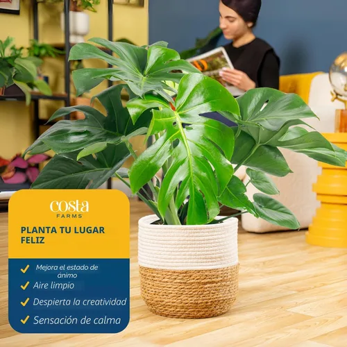 Miniatura 5 de Costa Farms Monstera, planta de queso suizo viva en maceta de plástico, planta de interior grande, perfecta para decoración del hogar, habitación u