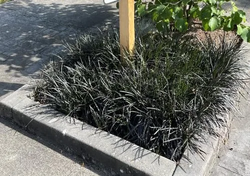 15 plantas de césped decorativas Black Mondo