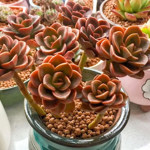 Miniatura 3 de Echeveria Melaco - 2 plantas de inicio en macetas de cultivo de 2 pulgadas, raras y hermosas, coloridas compactas de fácil cuidado