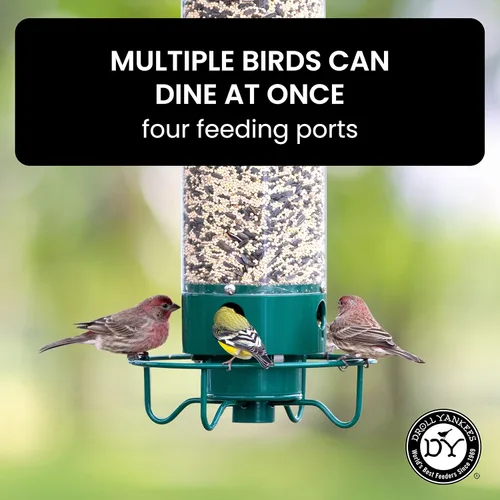 Miniatura 6 de Droll Yankees Yankee Dipper - Comedero para pájaros a prueba de ardillas