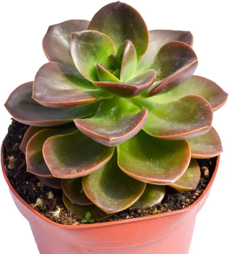Miniatura 2 de Planta suculenta Echeveria viva – Suculenta Echeveria de 4 pulgadas totalmente arraigada (– Echeveria Borgoña Pearl)