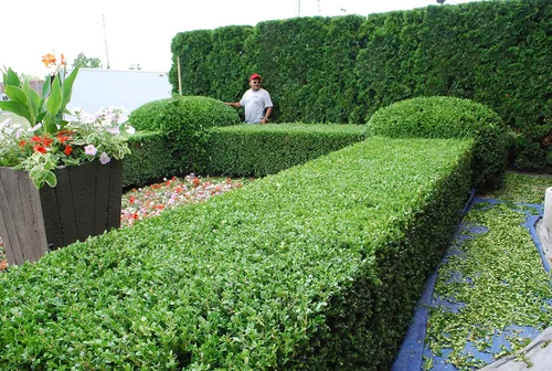 Miniatura 3 de Boj japonés – 3 plantas vivas – Tamaño de maceta de 2 pulgadas – Buxus Microphylla – Arbusto de hoja perenne formal resistente al frío de rápido