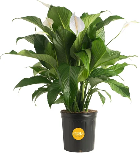 Miniatura 11 de Costa Farms Peace Lily - Planta viva en maceta decorativa, planta de interior purificadora de aire, perfecta para decoración del hogar, habitación u
