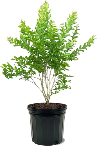 Miniatura 21 de American Plant Exchange Black Diamond Shell Pink Crape Myrtle Tree Live, maceta de 1 galón, 1-1.5 pies de alto, flores rosas vibrantes, tolerantes a