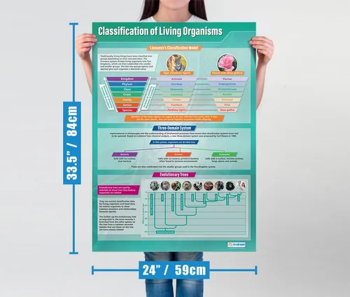 Miniatura 3 de Daydream Education Póster de Clasificación de Organismos Vivos para el aula – Extra Grande 33 x 23.5 pulgadas – Papel brillante – Decoración