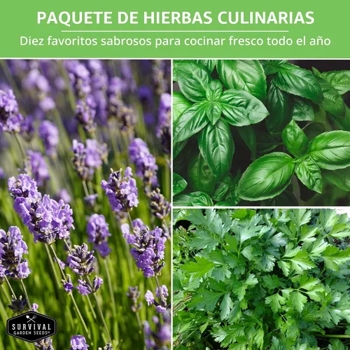 Miniatura 5 de Paquete variado de semillas de hierbas 10 hierbas culinarias para plantar – albahaca, cilantro, lavanda, eneldo, perejil, orégano, tomillo