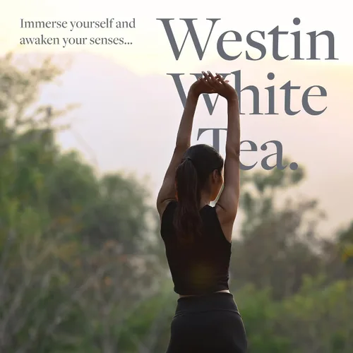 Miniatura 6 de Westin Champú de aloe de té blanco, champú lleno de vitaminas y antioxidantes para todo tipo de cabello, aroma a aloe de té blanco, 8 onzas