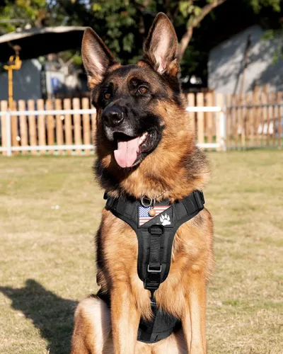 Miniatura 7 de Arnés táctico para perros - PETNANNY Chaleco para perro de servicio para perros grandes Cobertura corporal completa en arnés para perros de Rosa