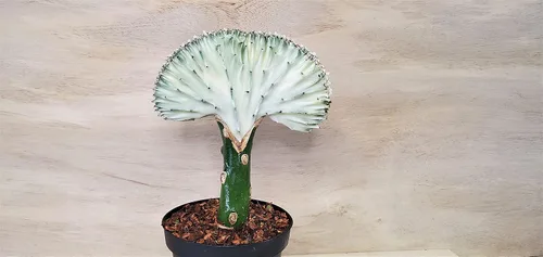 Euphorbia Lactea Cristata, también conocido como cactus de coral en plantas de interior raras vivas blancas (todas las plantas son plantas