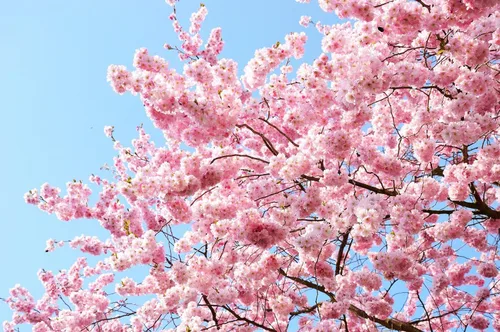 Miniatura 8 de TomorrowSeeds - Semillas de árbol de cerezo japonés - Más de 30 unidades - para plantar 2026 Sakura Pink Floración Asiático Oriental Ornamental