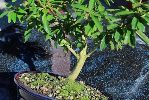 Miniatura 2 de Brussel's Bonsai Árbol bonsái de granada enana viva, grande, 6 años, de 12 a 16 pulgadas de alto, árbol bonsái vivo para exteriores con maceta